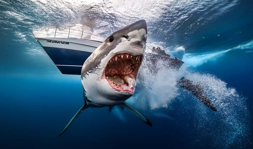 Jaws (1975)